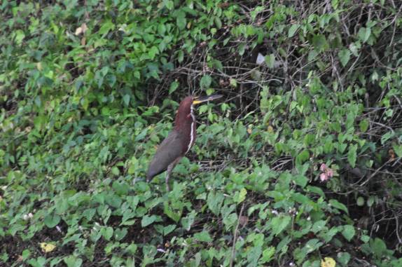Encontros com pássaros são corriqueiros na Reserva do Mamirauá, na região de Tefé, no Amazonas